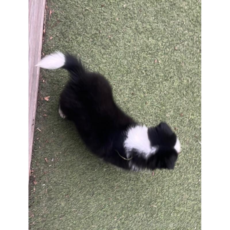 商談中の福岡県のボーダーコリー-456319の4枚目