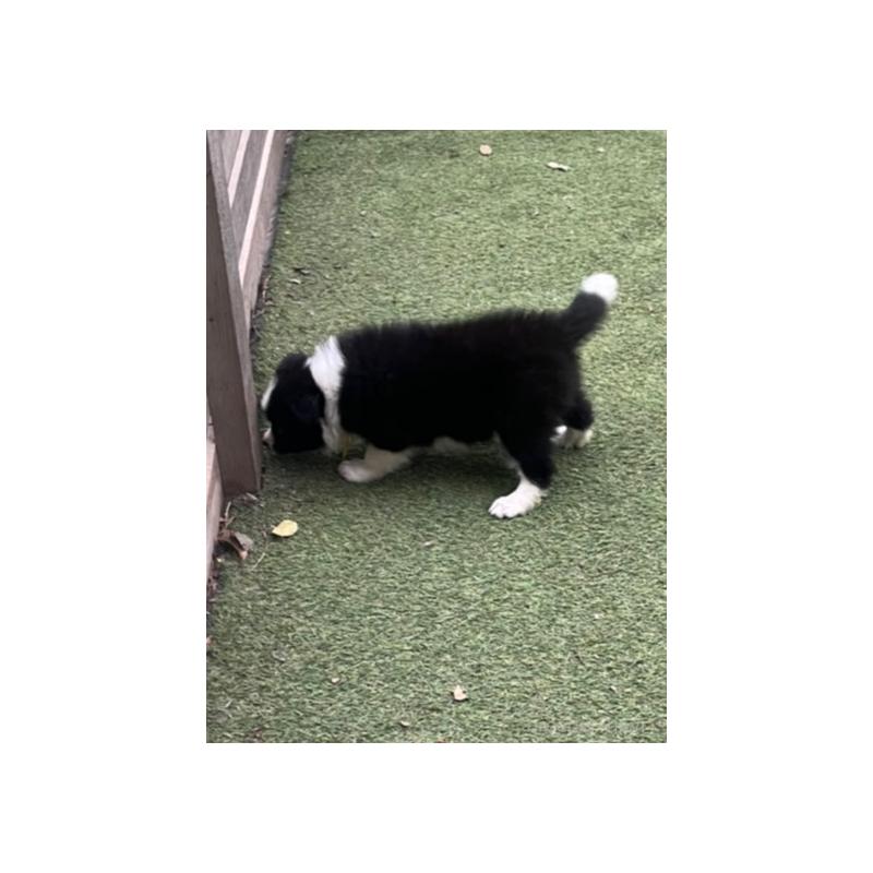 商談中の福岡県のボーダーコリー-456319の3枚目