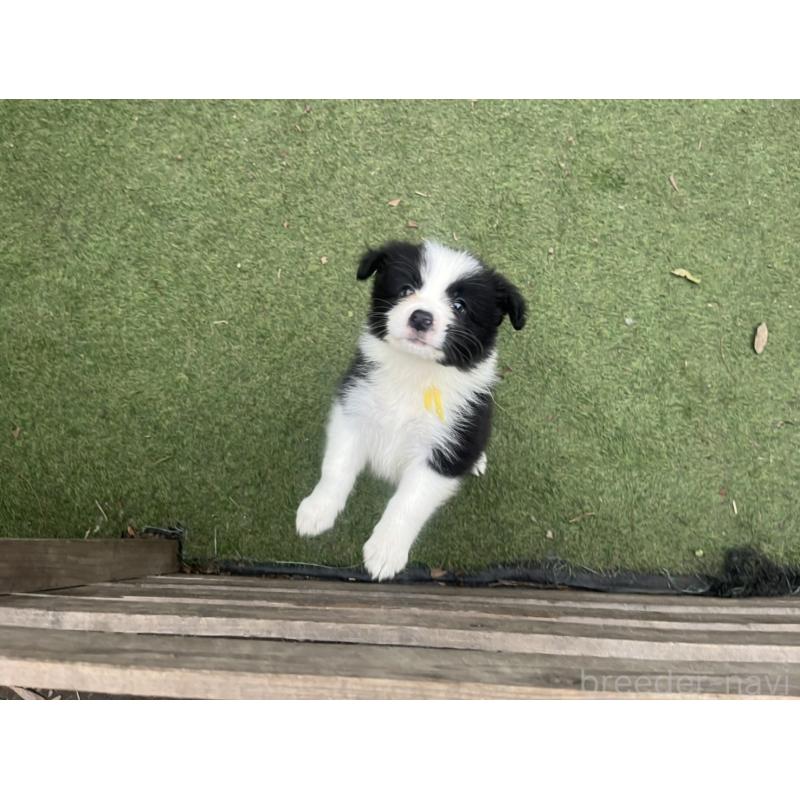 商談中の福岡県のボーダーコリー-456319の2枚目