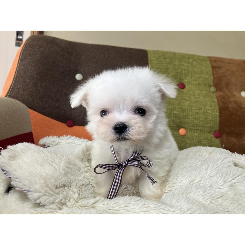 販売中の福岡県のマルチーズ-456321の9枚目