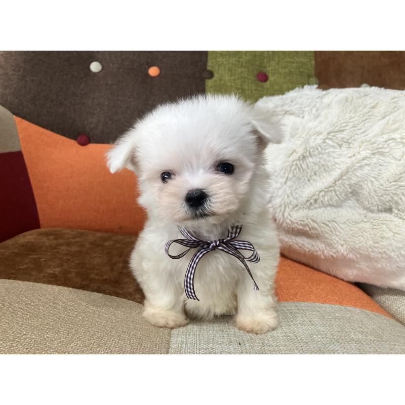 販売中の福岡県のマルチーズ-456321の8枚目