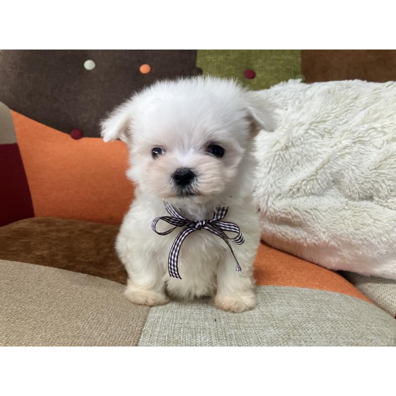 販売中の福岡県のマルチーズ-456321の7枚目