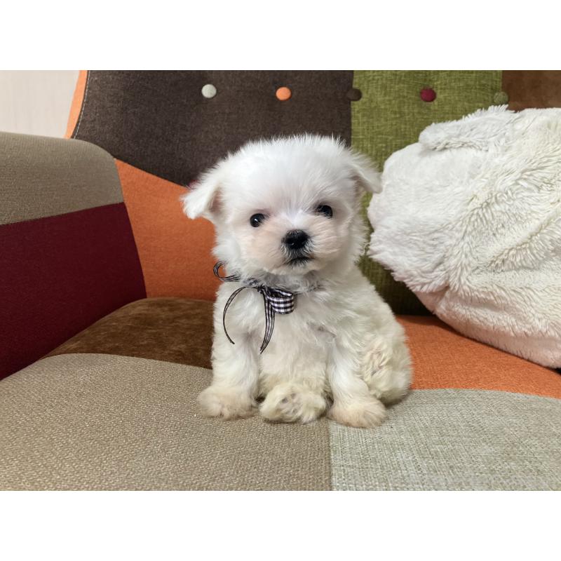 販売中の福岡県のマルチーズ-456321の6枚目