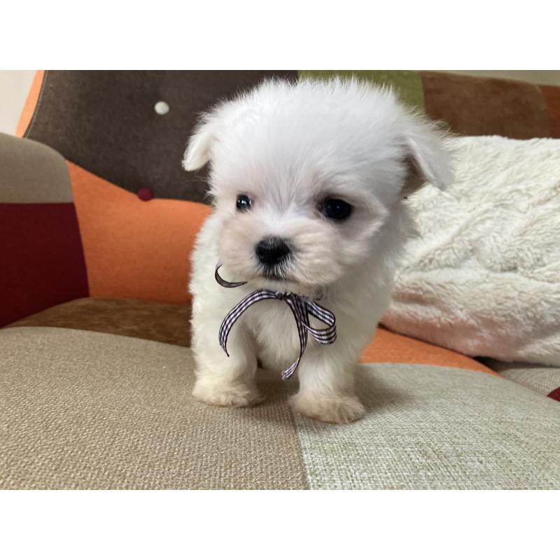 販売中の福岡県のマルチーズ-456321の5枚目