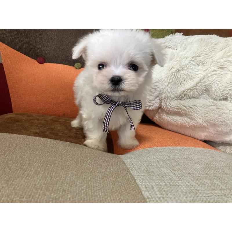 販売中の福岡県のマルチーズ-456321の4枚目