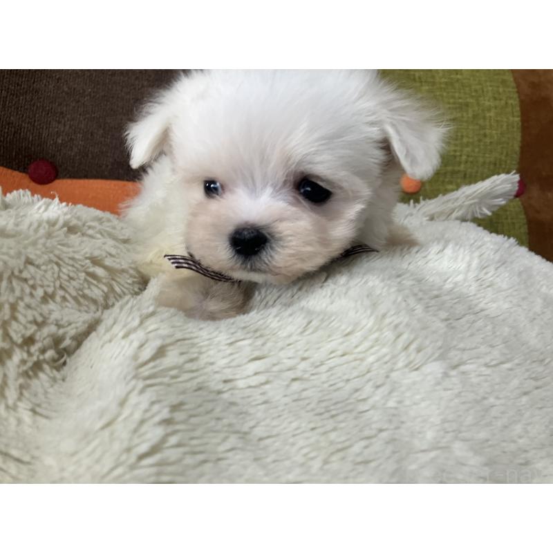 販売中の福岡県のマルチーズ-456321の3枚目