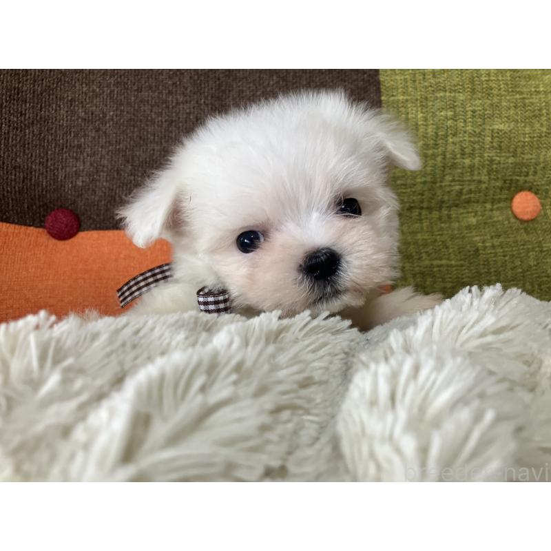 販売中の福岡県のマルチーズ-456321の2枚目