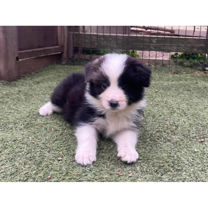 商談中の福岡県のボーダーコリー-456320の7枚目