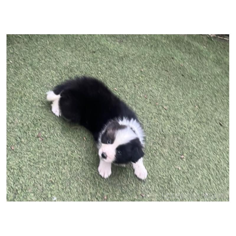 商談中の福岡県のボーダーコリー-456320の6枚目