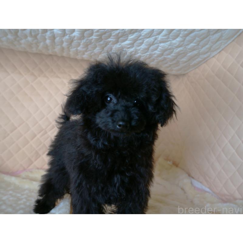 販売中の大阪府のトイプードル-440593