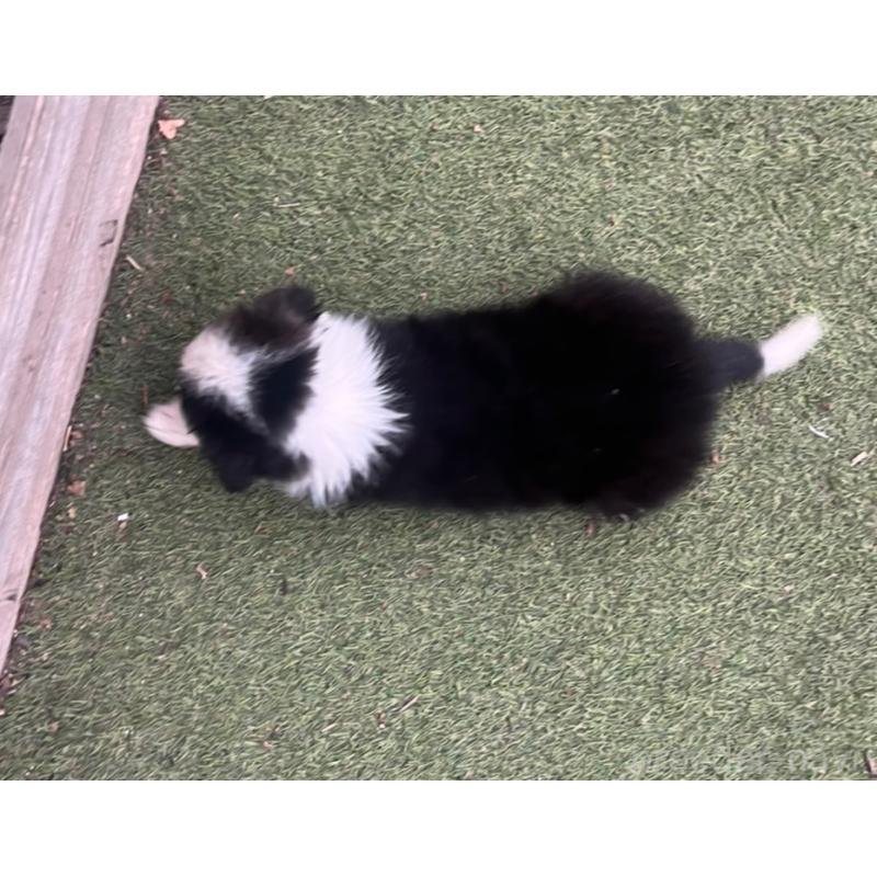 商談中の福岡県のボーダーコリー-456320の2枚目