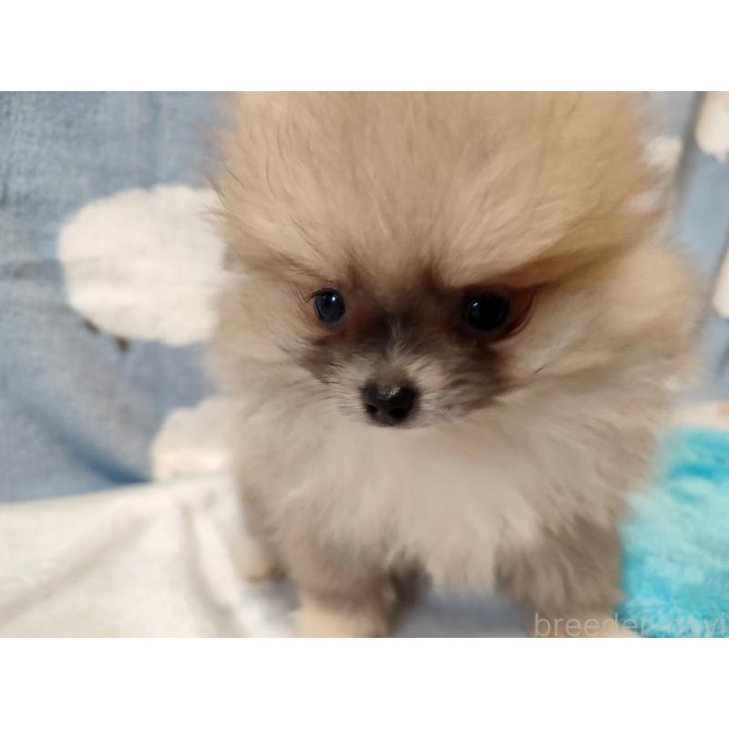 販売中の岡山県のポメラニアン-447339の4枚目