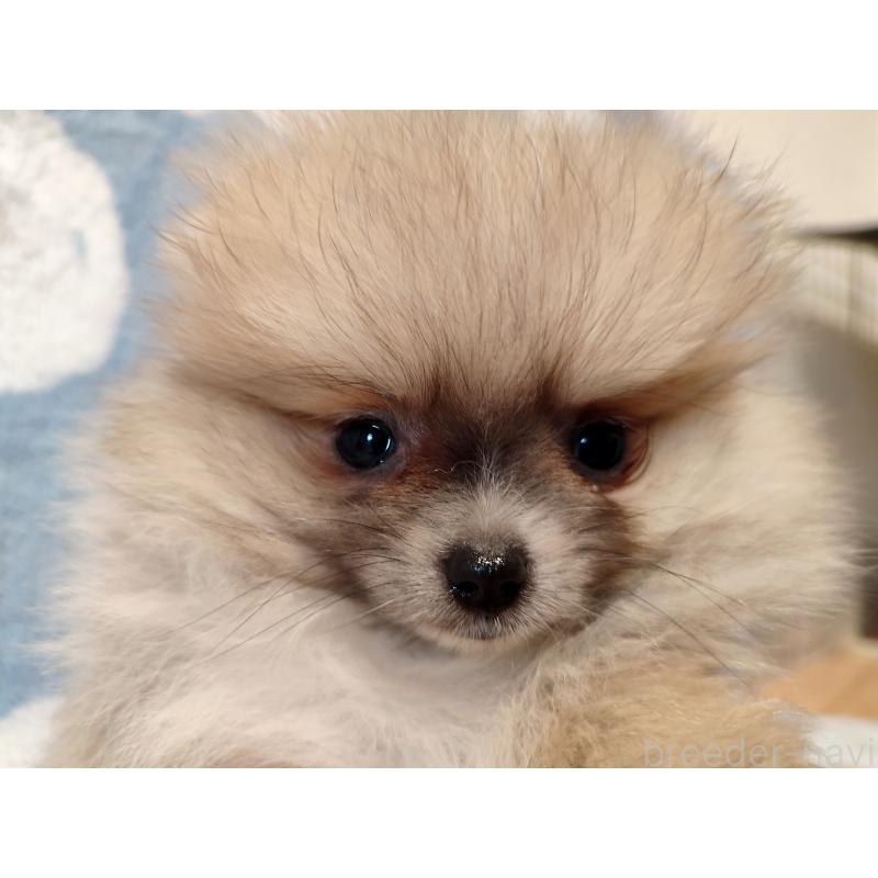 販売中の岡山県のポメラニアン-447339の3枚目