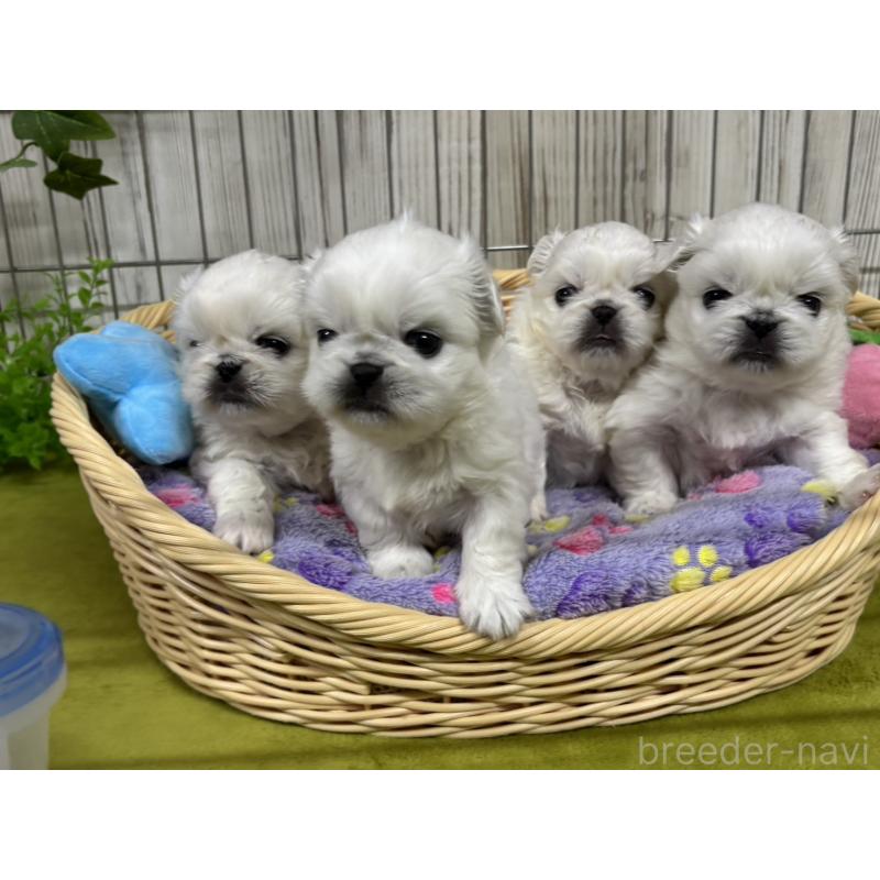 販売中の鹿児島県のペキニーズ-456322の2枚目