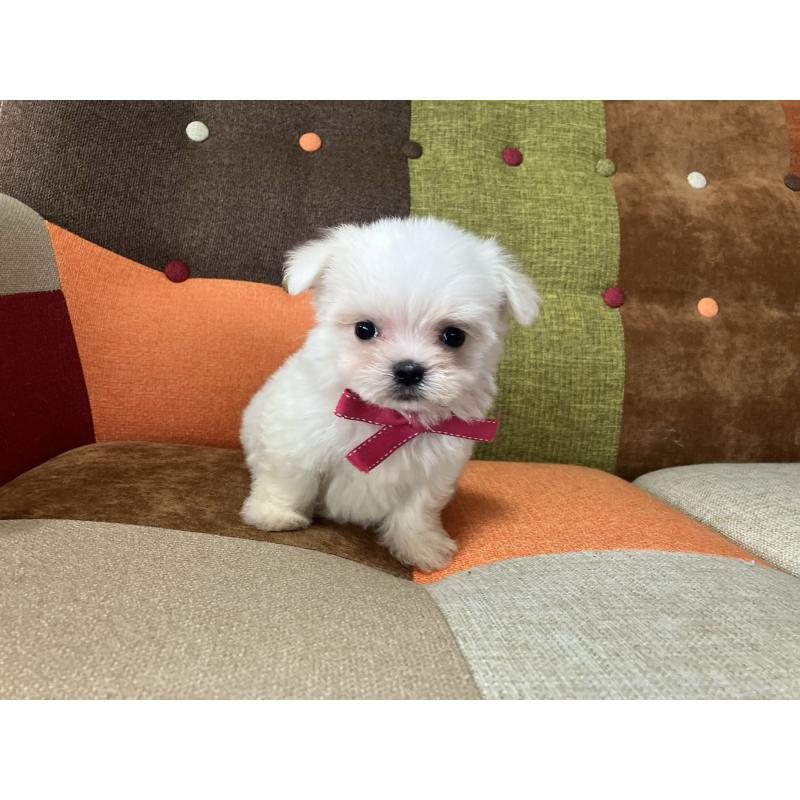 販売中の福岡県のマルチーズ-456323の12枚目