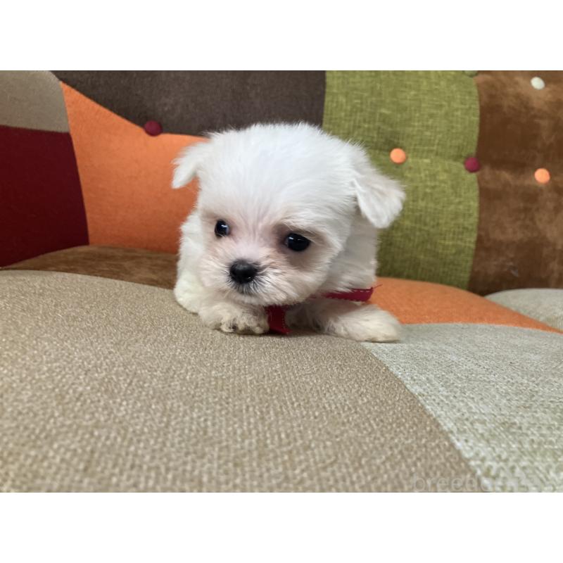 販売中の福岡県のマルチーズ-456323の11枚目