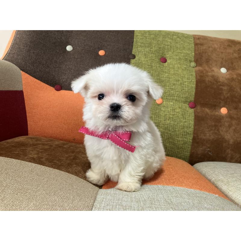 販売中の福岡県のマルチーズ-456323の10枚目