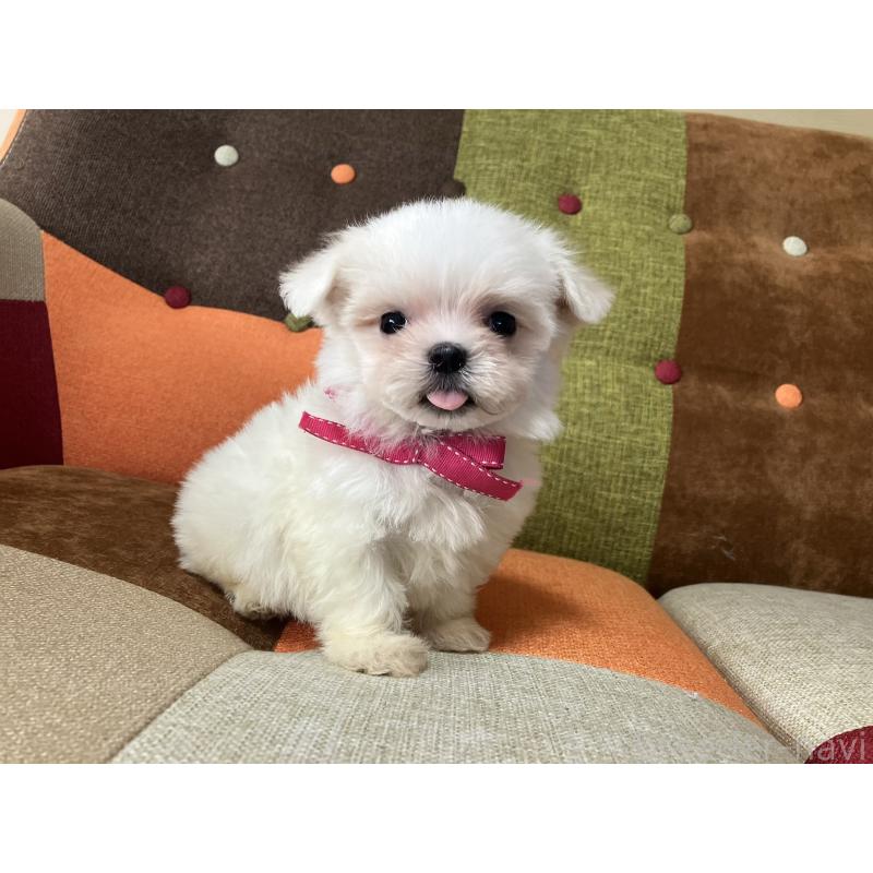 販売中の福岡県のマルチーズ-456323の9枚目