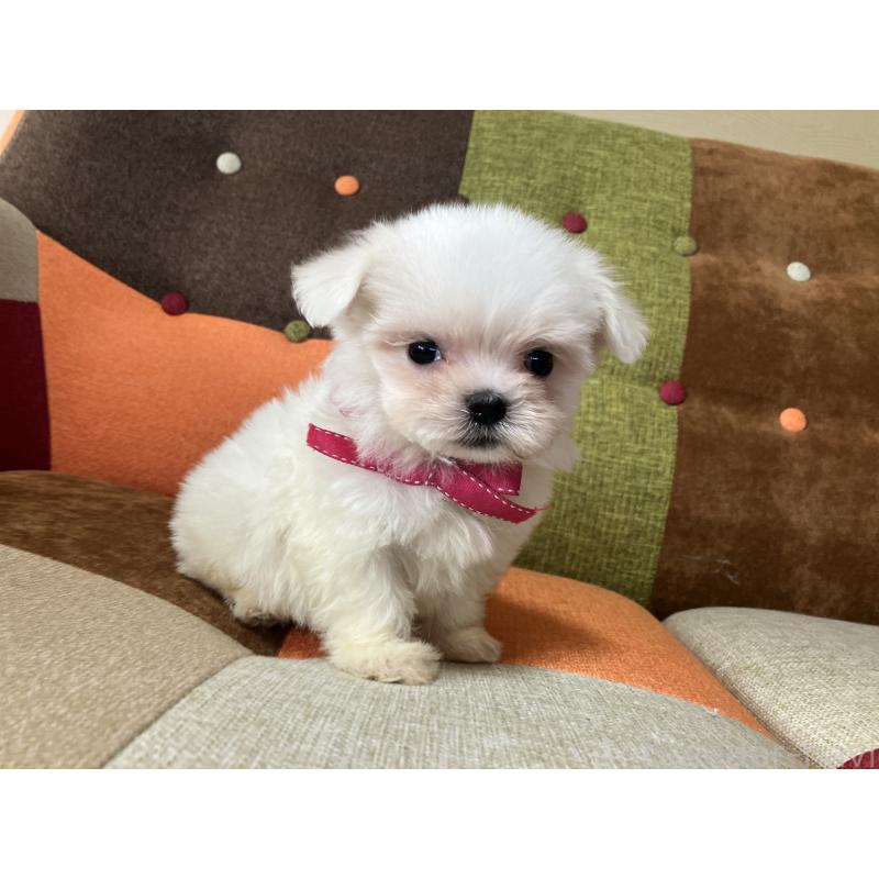 販売中の福岡県のマルチーズ-456323の8枚目