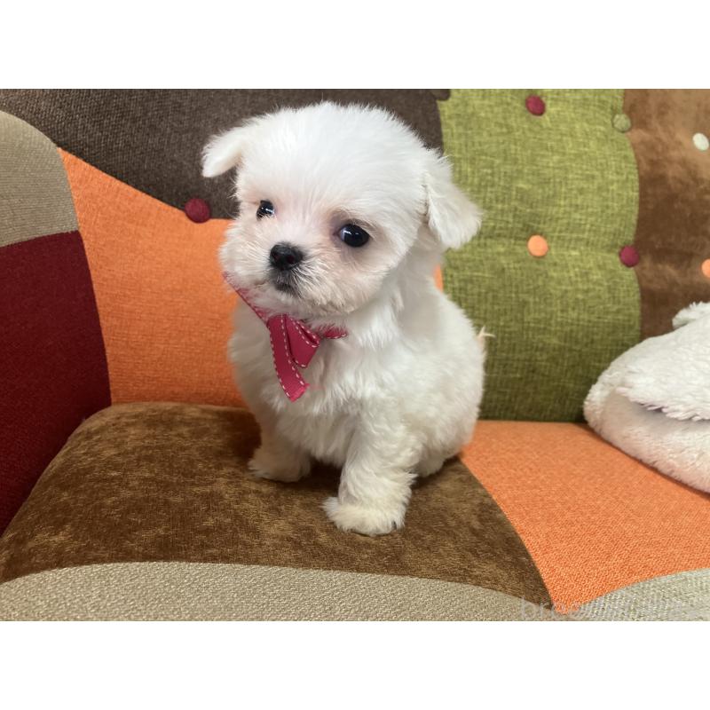 販売中の福岡県のマルチーズ-456323の7枚目