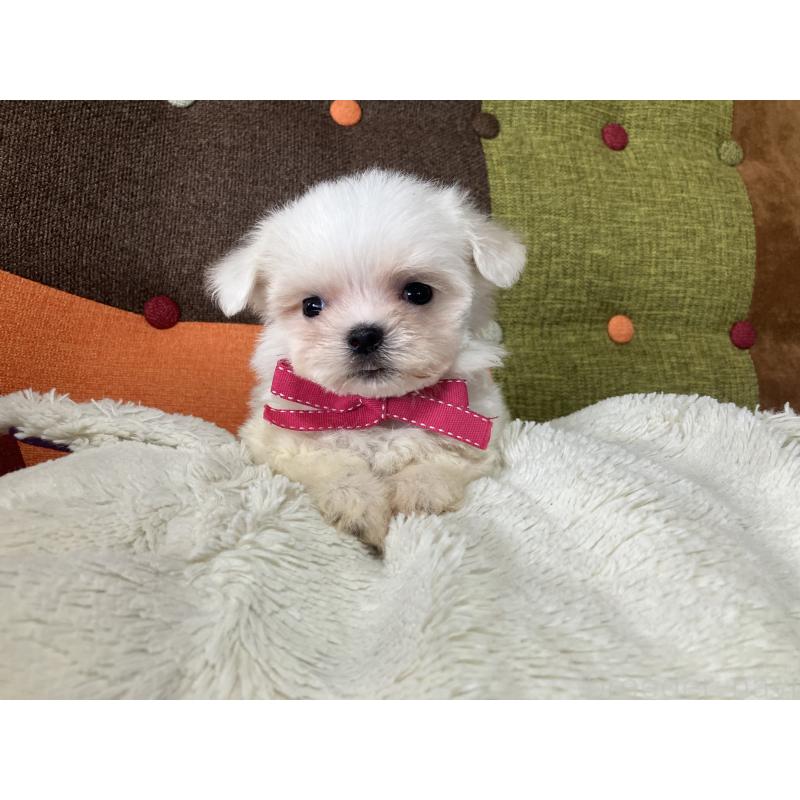 販売中の福岡県のマルチーズ-456323の6枚目