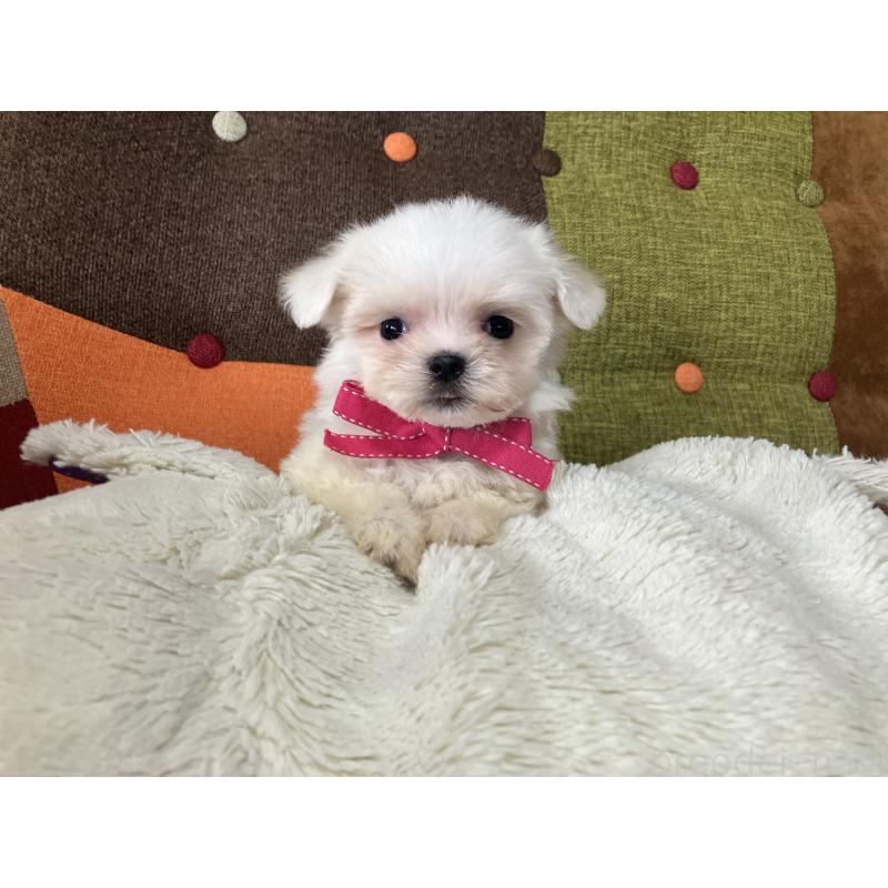 販売中の福岡県のマルチーズ-456323の5枚目