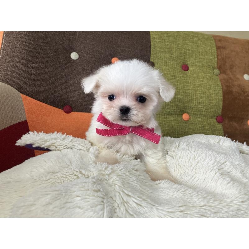 販売中の福岡県のマルチーズ-456323の4枚目