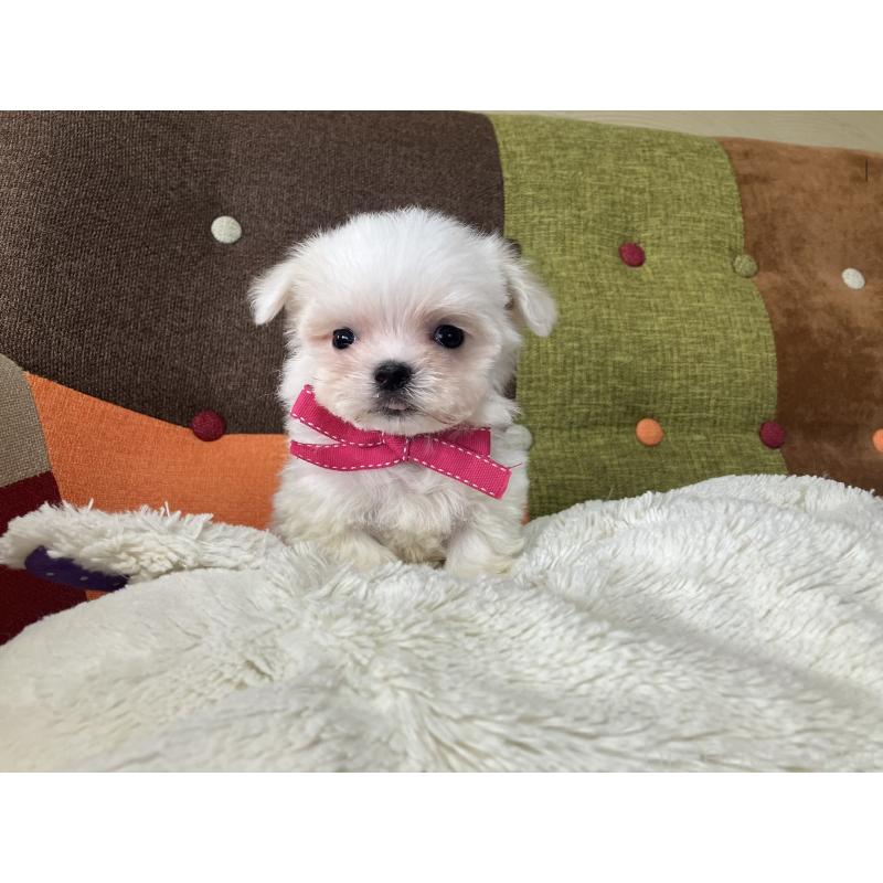 販売中の福岡県のマルチーズ-456323の3枚目