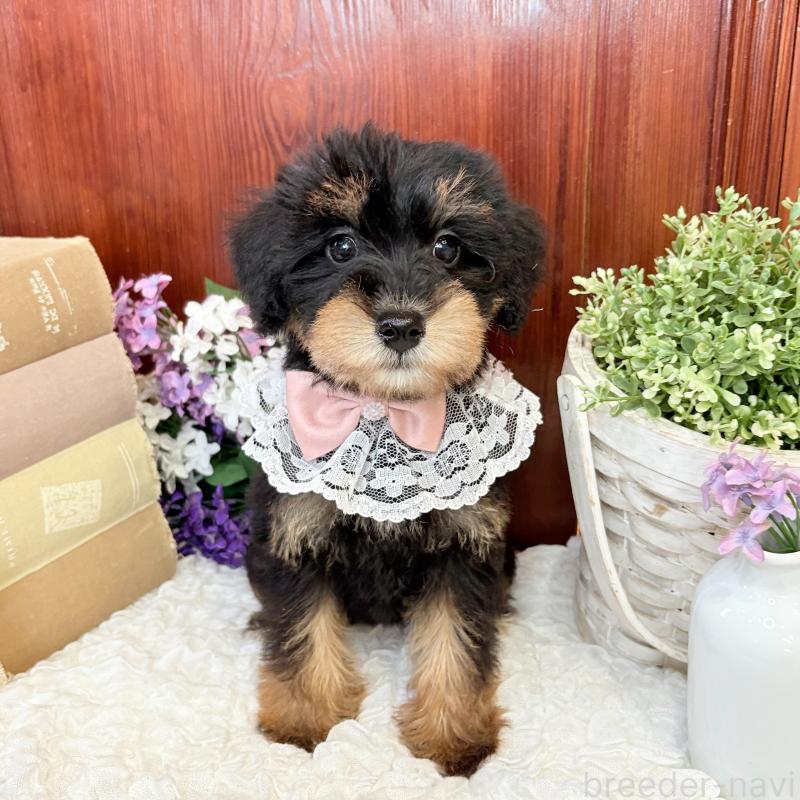 販売中の茨城県のミックス犬-451369