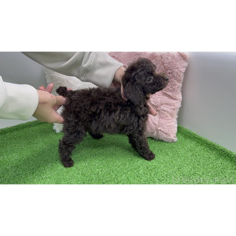 販売中の東京都のタイニープードル-456328の5枚目