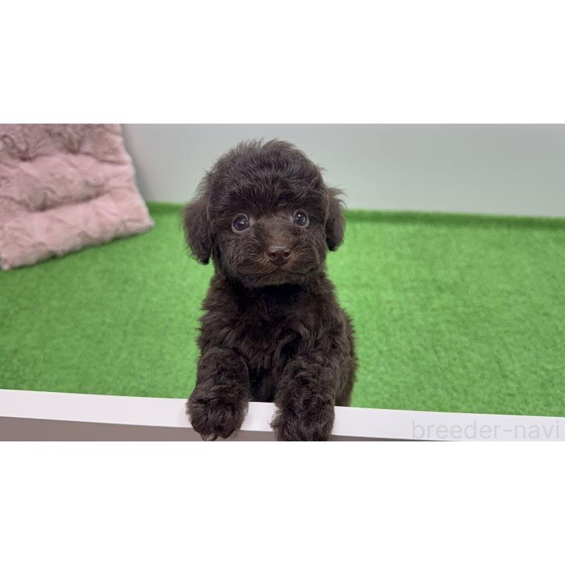 販売中の東京都のタイニープードル-456328の3枚目