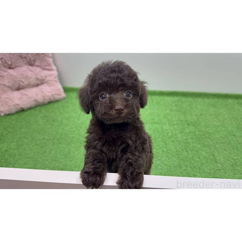 販売中の東京都のタイニープードル-456328の2枚目