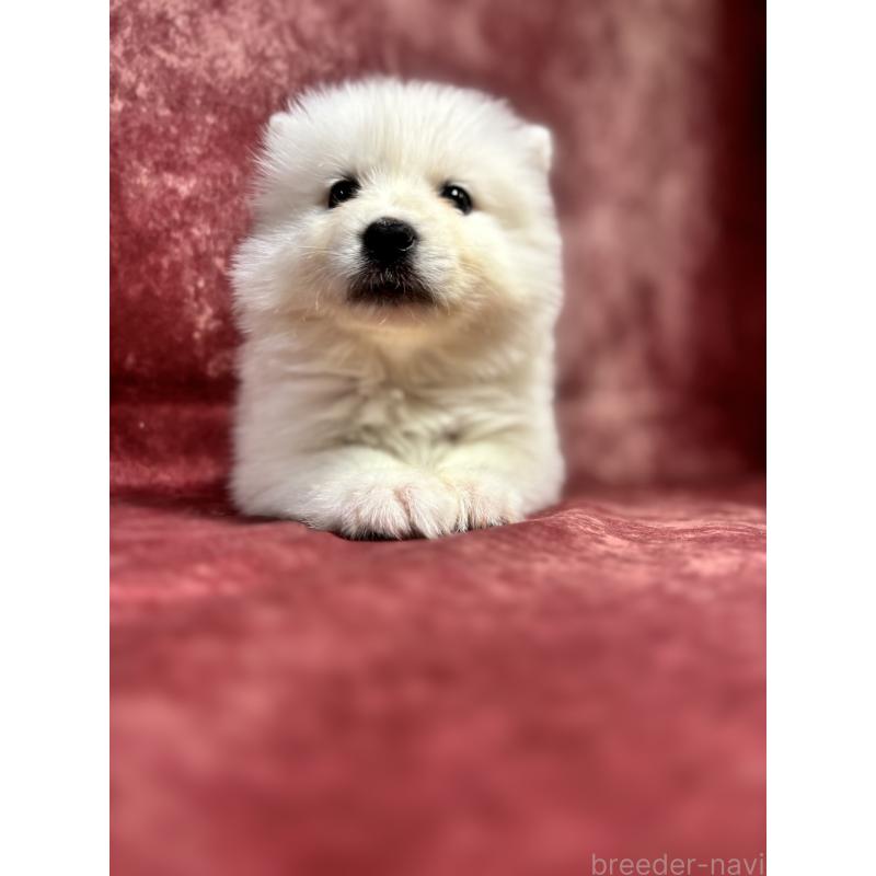 販売中の埼玉県のサモエド-456331の12枚目