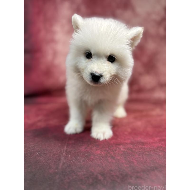 販売中の埼玉県のサモエド-456331の11枚目