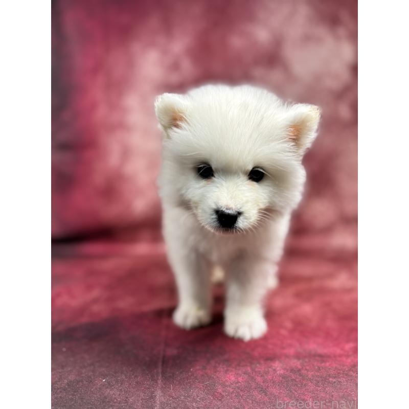 販売中の埼玉県のサモエド-456331の10枚目