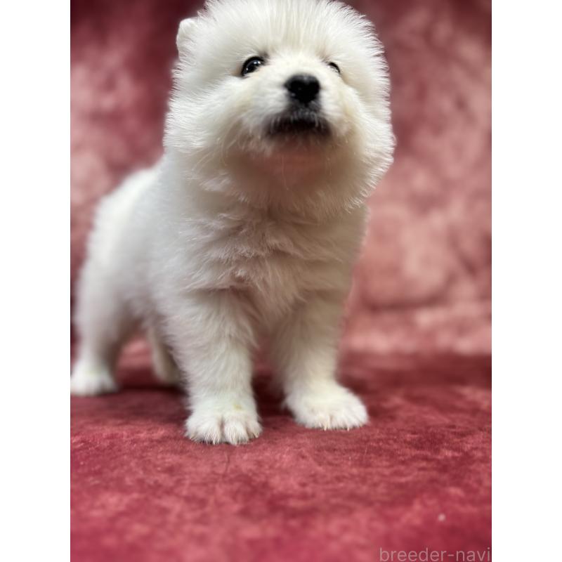 販売中の埼玉県のサモエド-456331の9枚目