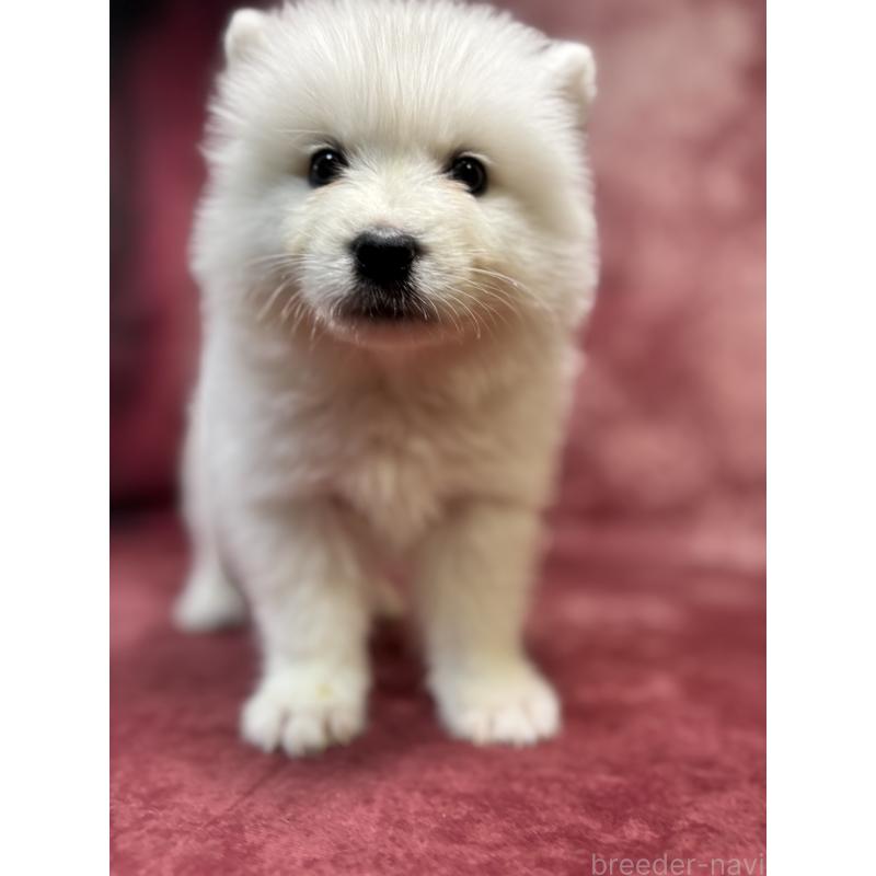 販売中の埼玉県のサモエド-456331の8枚目