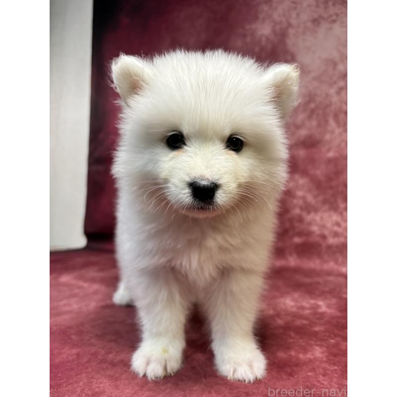 販売中の埼玉県のサモエド-456331の7枚目