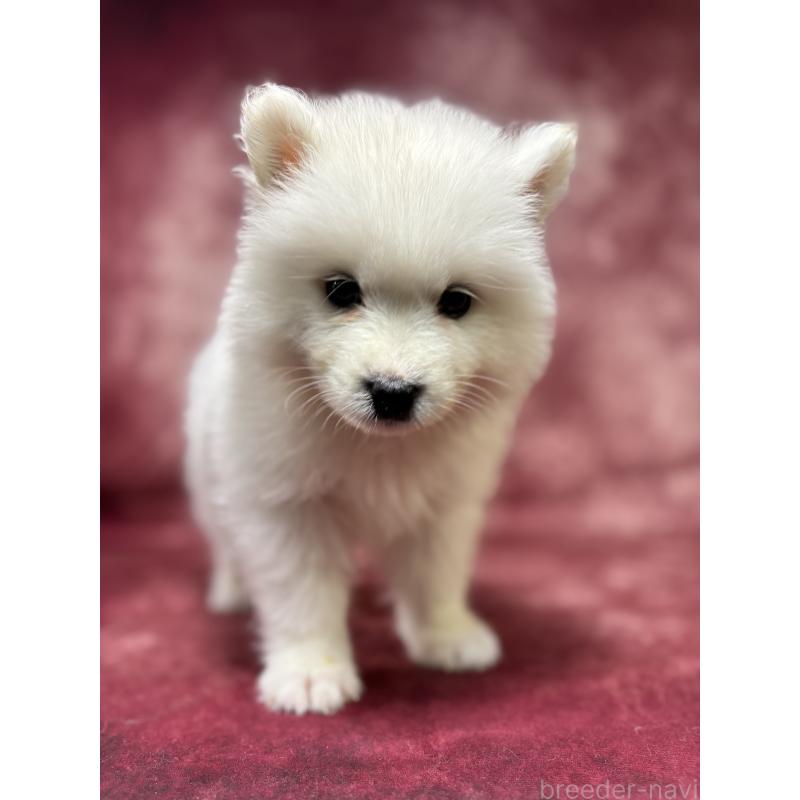 販売中の埼玉県のサモエド-456331の6枚目