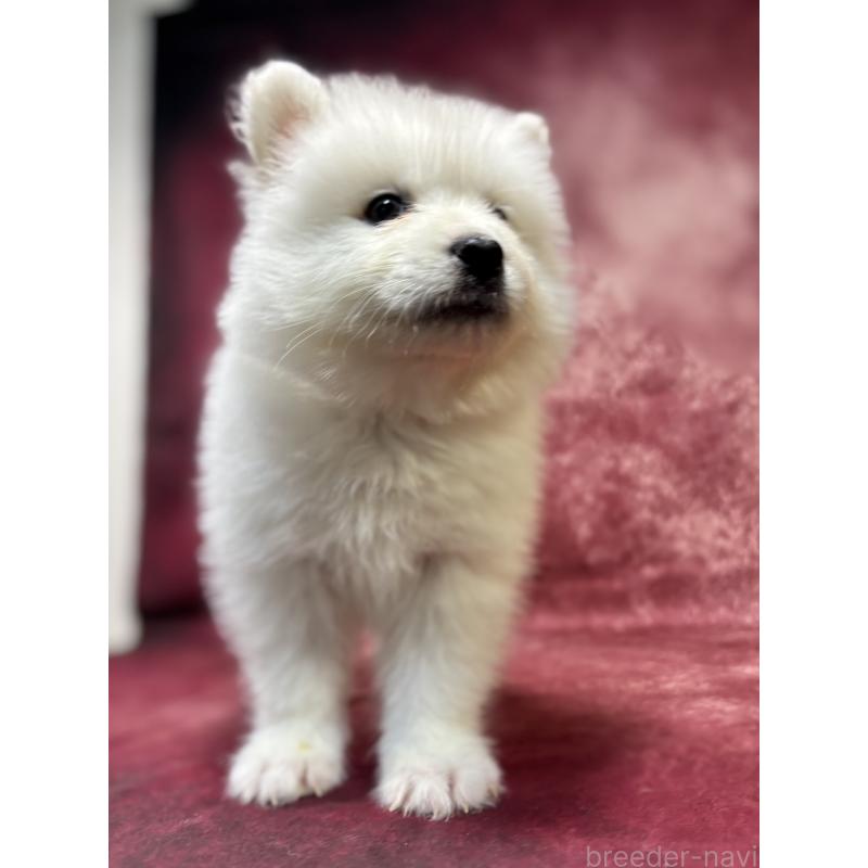 販売中の埼玉県のサモエド-456331の5枚目