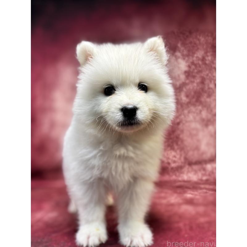 販売中の埼玉県のサモエド-456331の4枚目