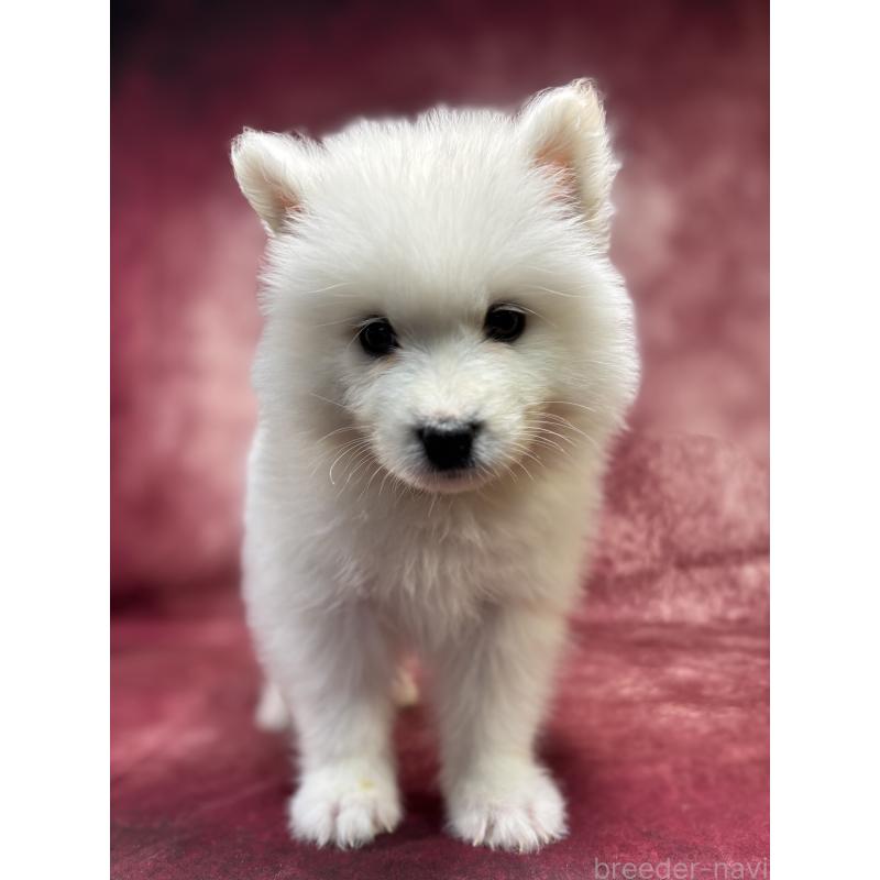 販売中の埼玉県のサモエド-456331の3枚目