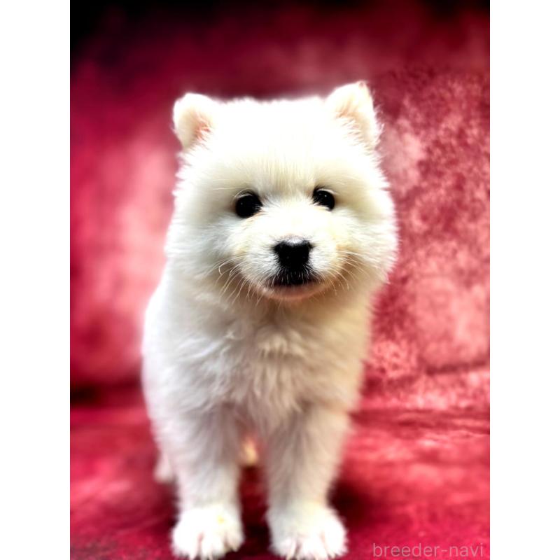 販売中の埼玉県のサモエド-456331の2枚目