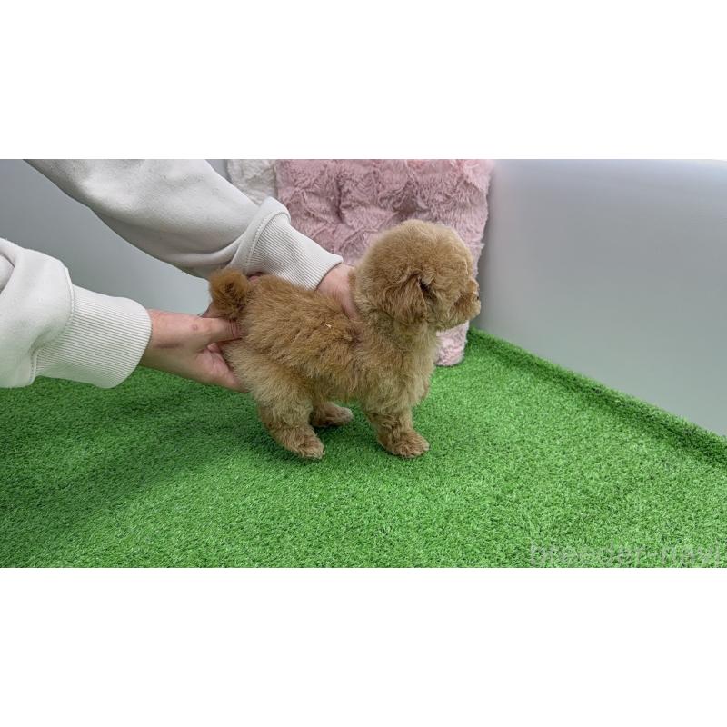 販売中の東京都のティーカッププードル-456330の8枚目