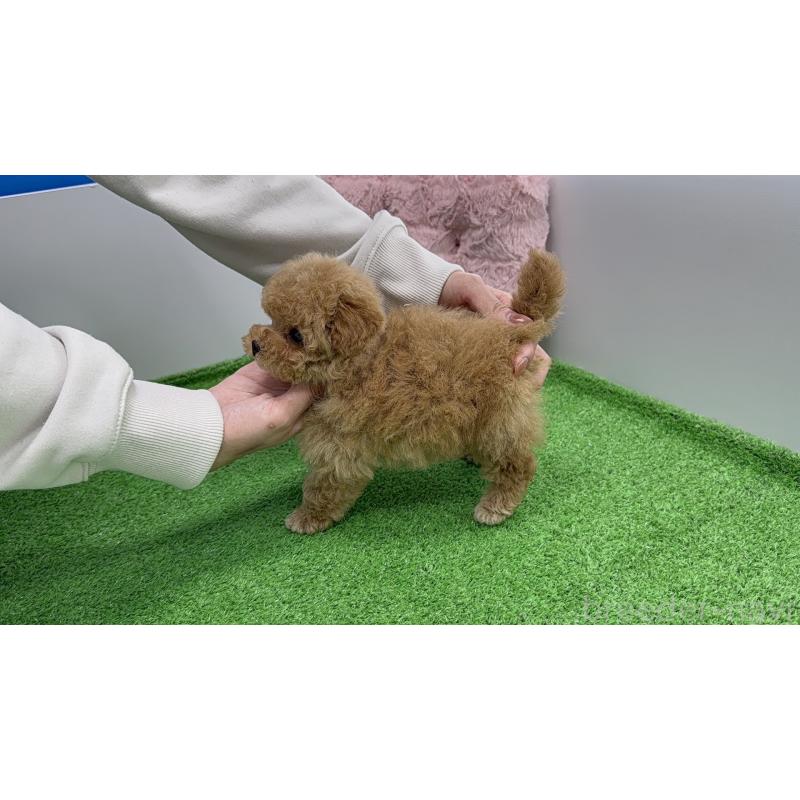 販売中の東京都のティーカッププードル-456330の7枚目