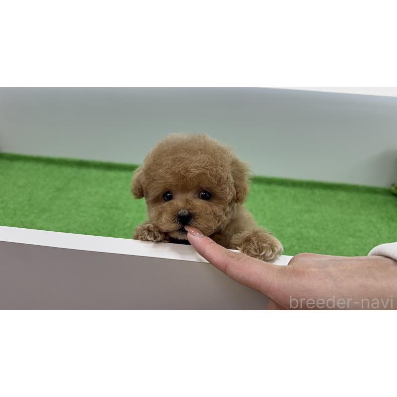 販売中の東京都のティーカッププードル-456330の6枚目