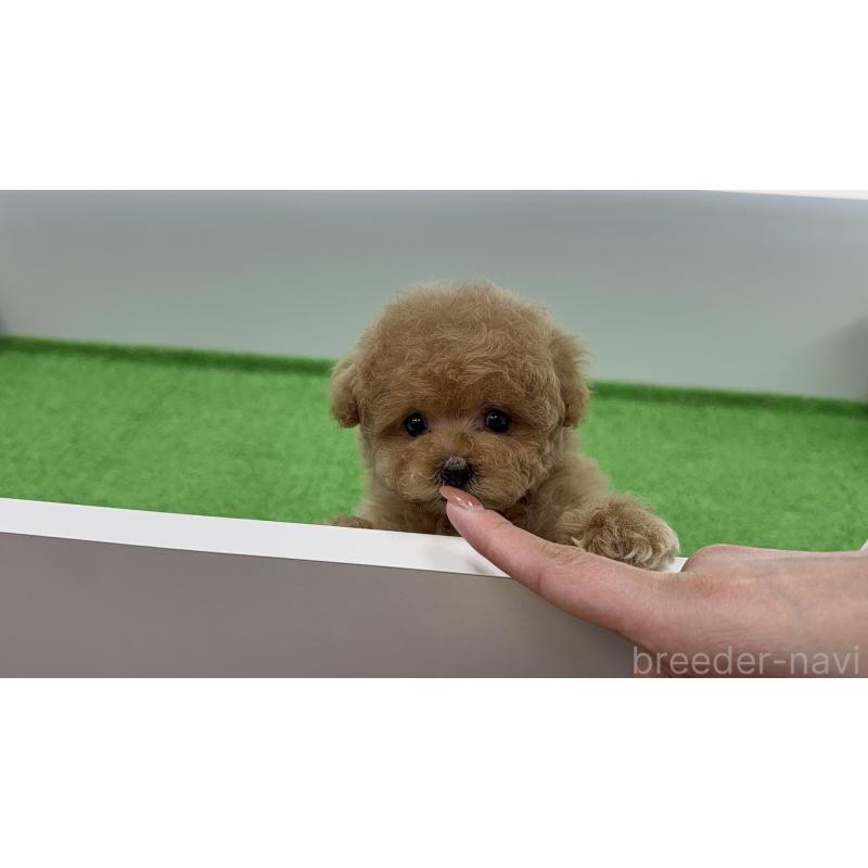 販売中の東京都のティーカッププードル-456330の5枚目