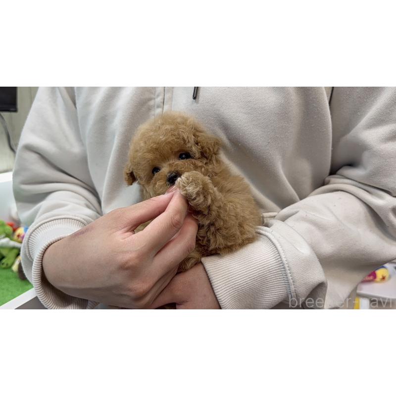 販売中の東京都のティーカッププードル-456330の4枚目