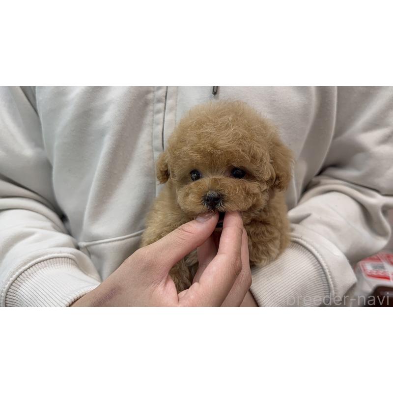 販売中の東京都のティーカッププードル-456330の2枚目