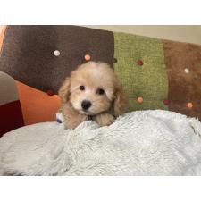 オンライン見学